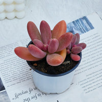 4'' Pachyphytum Captain Jessop, Rare Live Succulent Plants