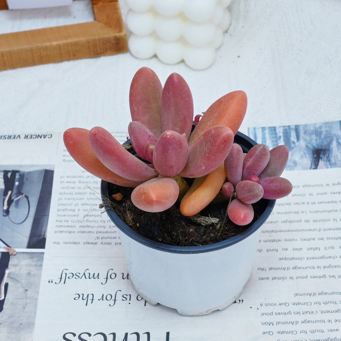 4'' Pachyphytum Captain Jessop, Rare Live Succulent Plants