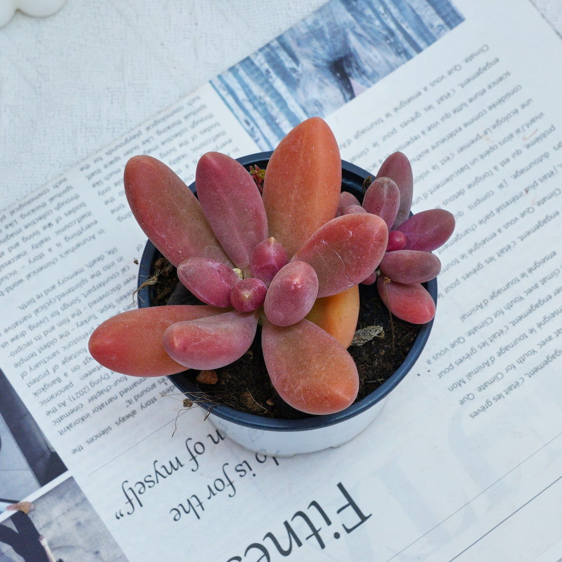 4'' Pachyphytum Captain Jessop, Rare Live Succulent Plants