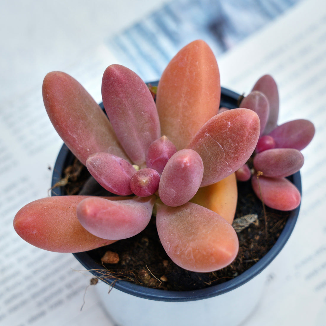4'' Pachyphytum Captain Jessop, Rare Live Succulent Plants