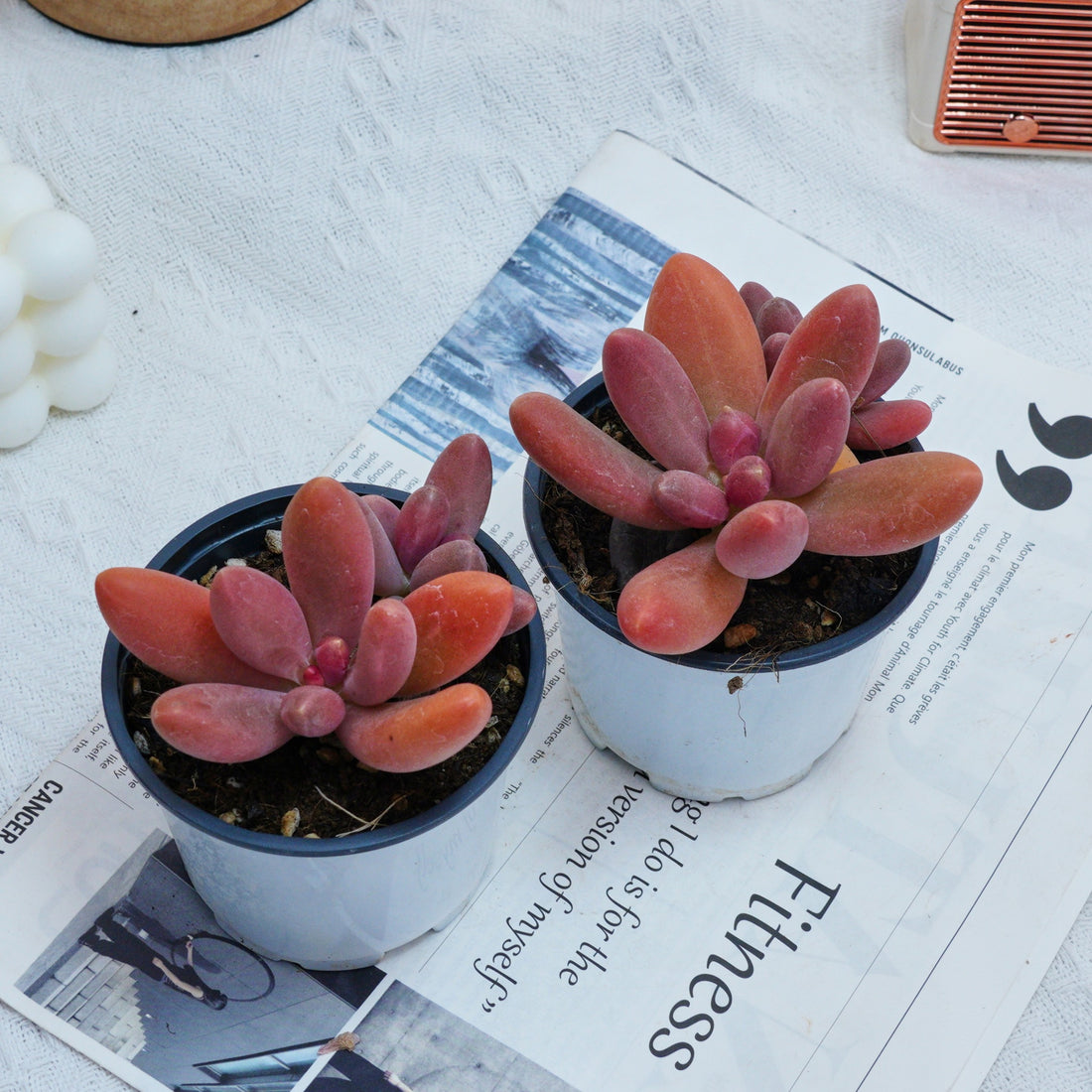 4'' Pachyphytum Captain Jessop, Rare Live Succulent Plants