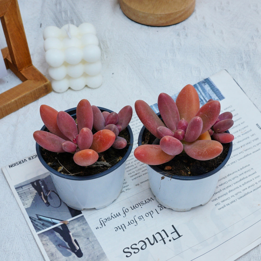 4'' Pachyphytum Captain Jessop, Rare Live Succulent Plants