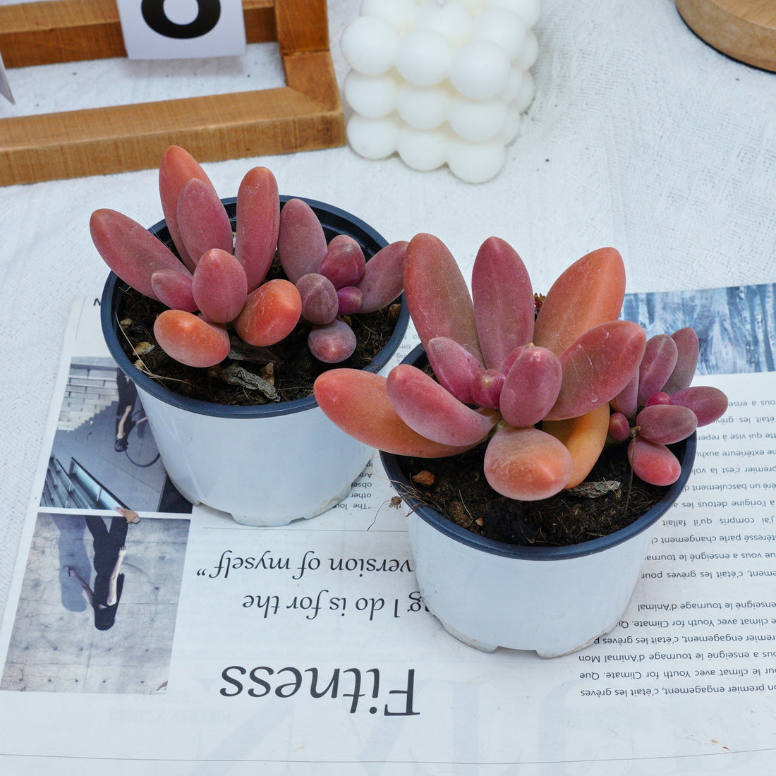 4'' Pachyphytum Captain Jessop, Rare Live Succulent Plants