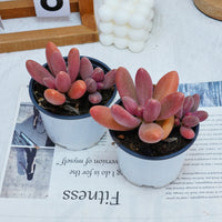 4'' Pachyphytum Captain Jessop, Rare Live Succulent Plants