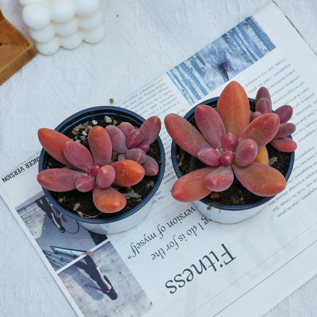 4'' Pachyphytum Captain Jessop, Rare Live Succulent Plants
