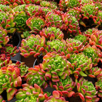 5'' Kalanchoe Gracilis, Rare Live Succulent Plants