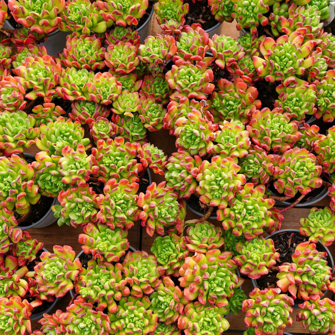 5'' Kalanchoe Gracilis, Rare Live Succulent Plants