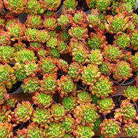 5'' Kalanchoe Gracilis, Rare Live Succulent Plants