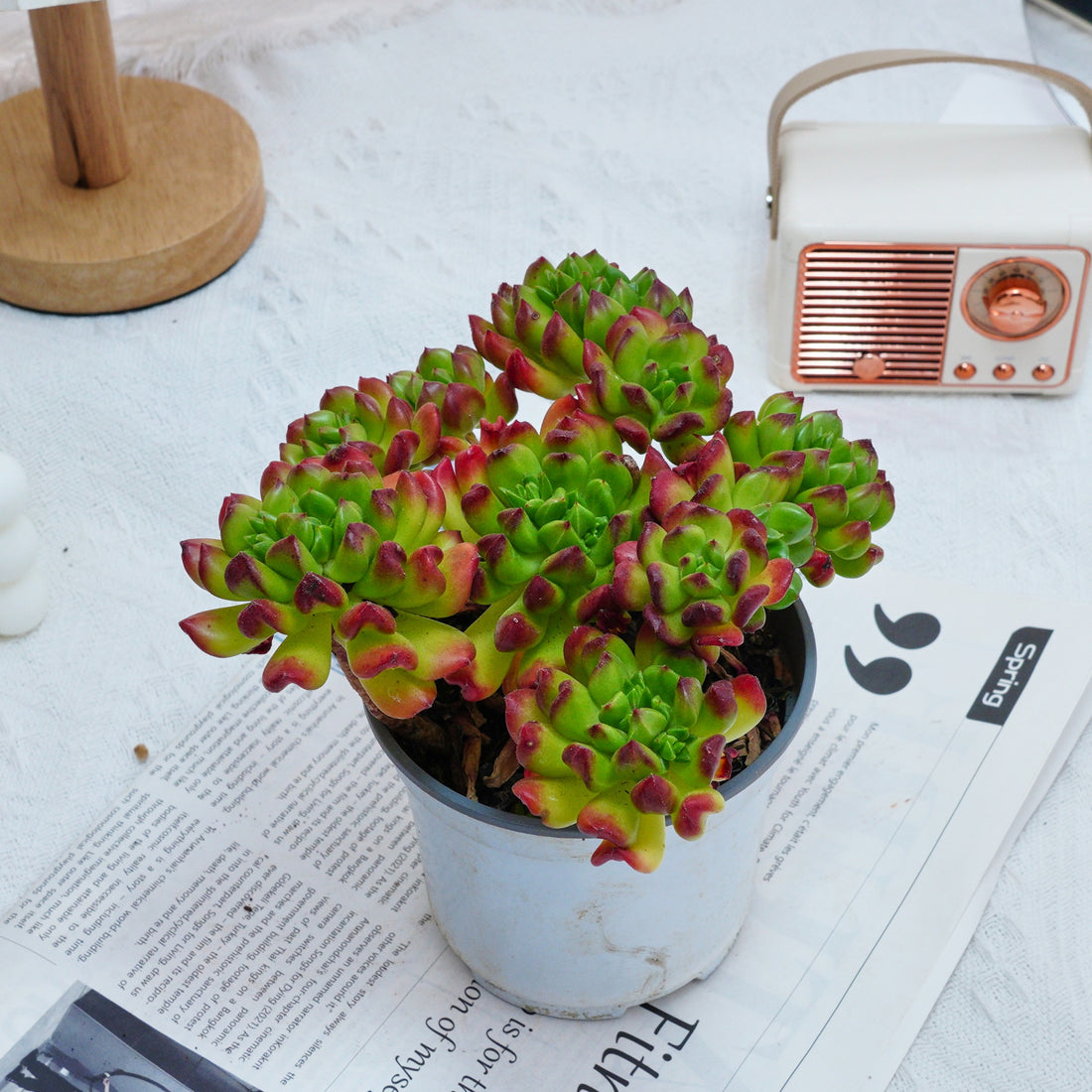 5'' Kalanchoe Gracilis, Rare Live Succulent Plants