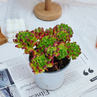 5'' Kalanchoe Gracilis, Rare Live Succulent Plants