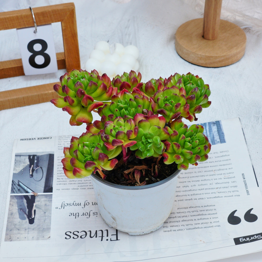 5'' Kalanchoe Gracilis, Rare Live Succulent Plants