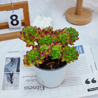 5'' Kalanchoe Gracilis, Rare Live Succulent Plants