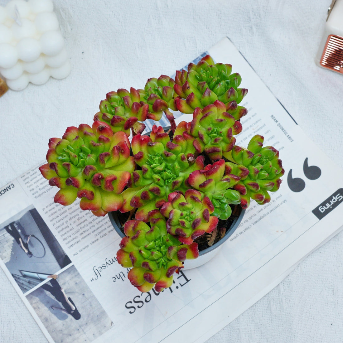 5'' Kalanchoe Gracilis, Rare Live Succulent Plants