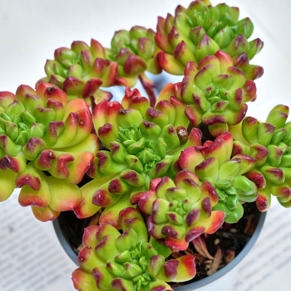5'' Kalanchoe Gracilis, Rare Live Succulent Plants