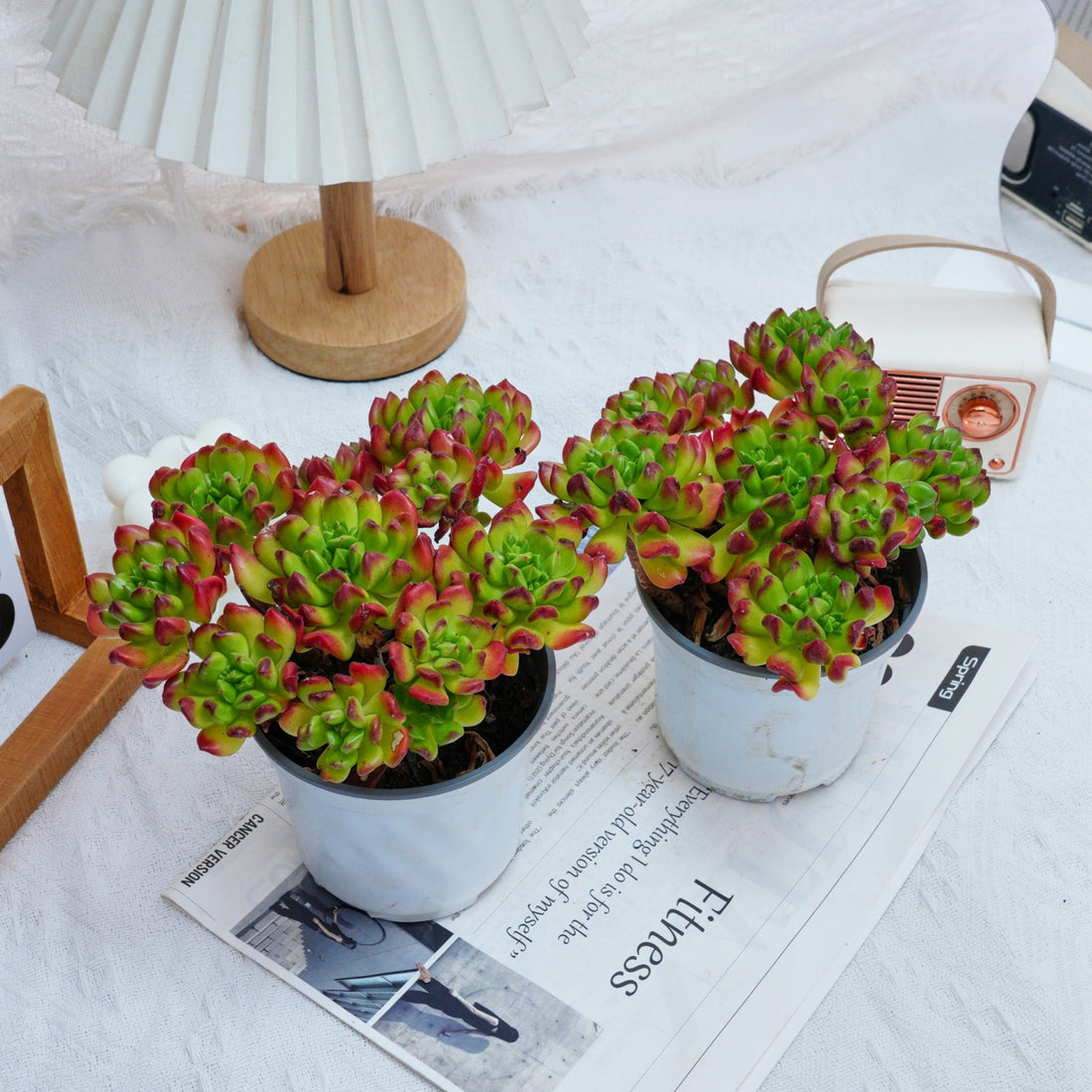 5'' Kalanchoe Gracilis, Rare Live Succulent Plants