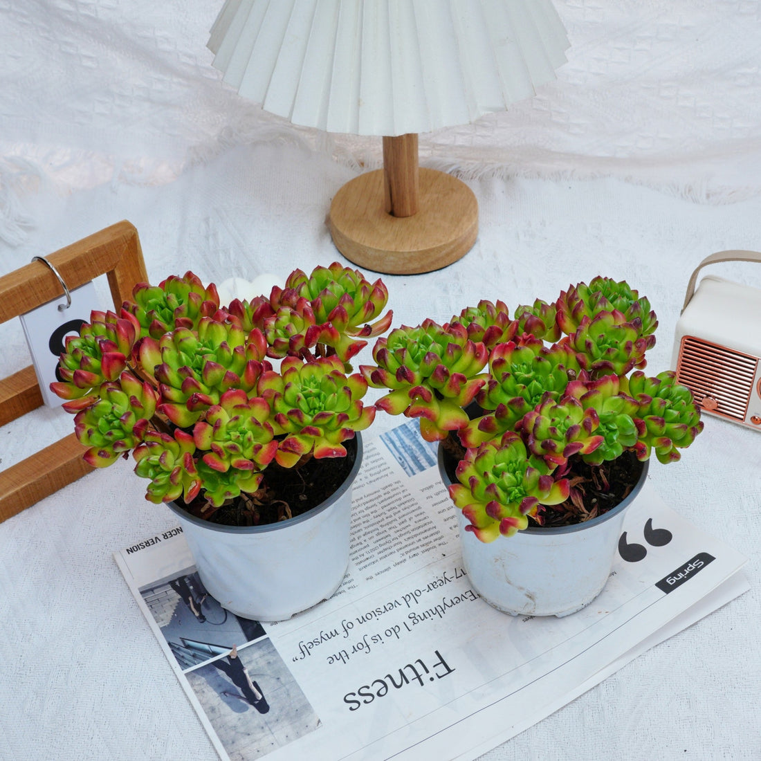 5'' Kalanchoe Gracilis, Rare Live Succulent Plants