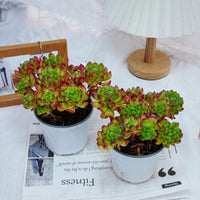 5'' Kalanchoe Gracilis, Rare Live Succulent Plants