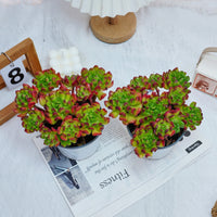 5'' Kalanchoe Gracilis, Rare Live Succulent Plants