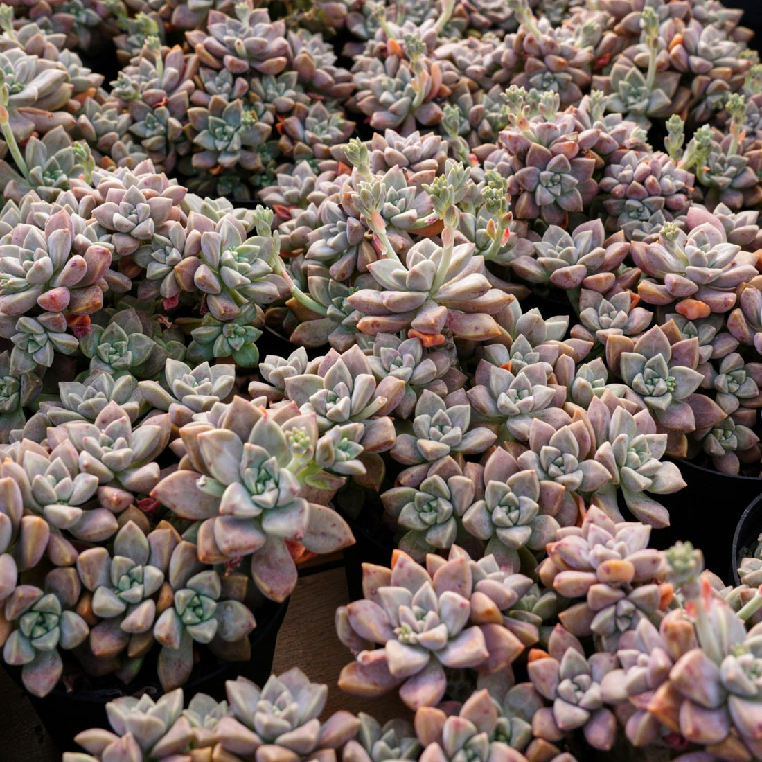 4'' Graptopetalum Purple Haze, Rare Live Succulent Plants