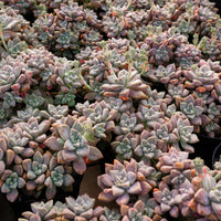 4'' Graptopetalum Purple Haze, Rare Live Succulent Plants