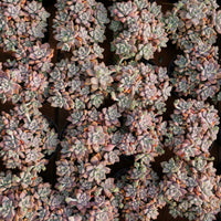 4'' Graptopetalum Purple Haze, Rare Live Succulent Plants