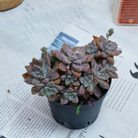4'' Graptopetalum Purple Haze, Rare Live Succulent Plants