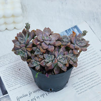 4'' Graptopetalum Purple Haze, Rare Live Succulent Plants