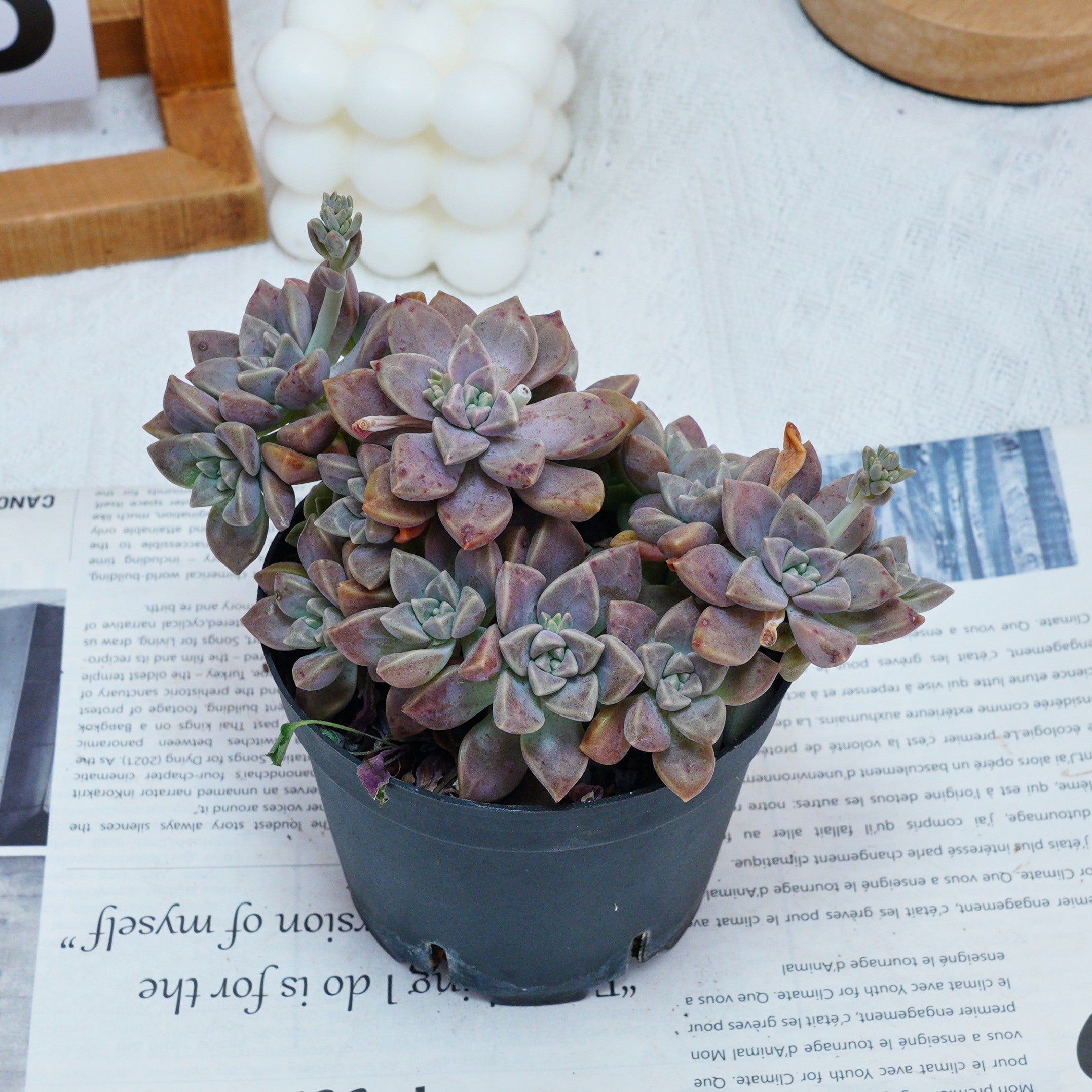 purple haze succulent 4'' Graptopetalum Purple Haze, Rare Live Succulent Plants – cocosucculent