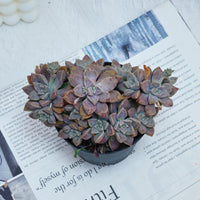 4'' Graptopetalum Purple Haze, Rare Live Succulent Plants