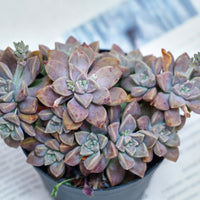 4'' Graptopetalum Purple Haze, Rare Live Succulent Plants