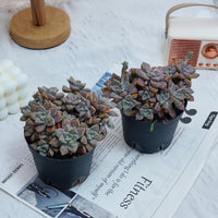 4'' Graptopetalum Purple Haze, Rare Live Succulent Plants