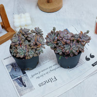 4'' Graptopetalum Purple Haze, Rare Live Succulent Plants