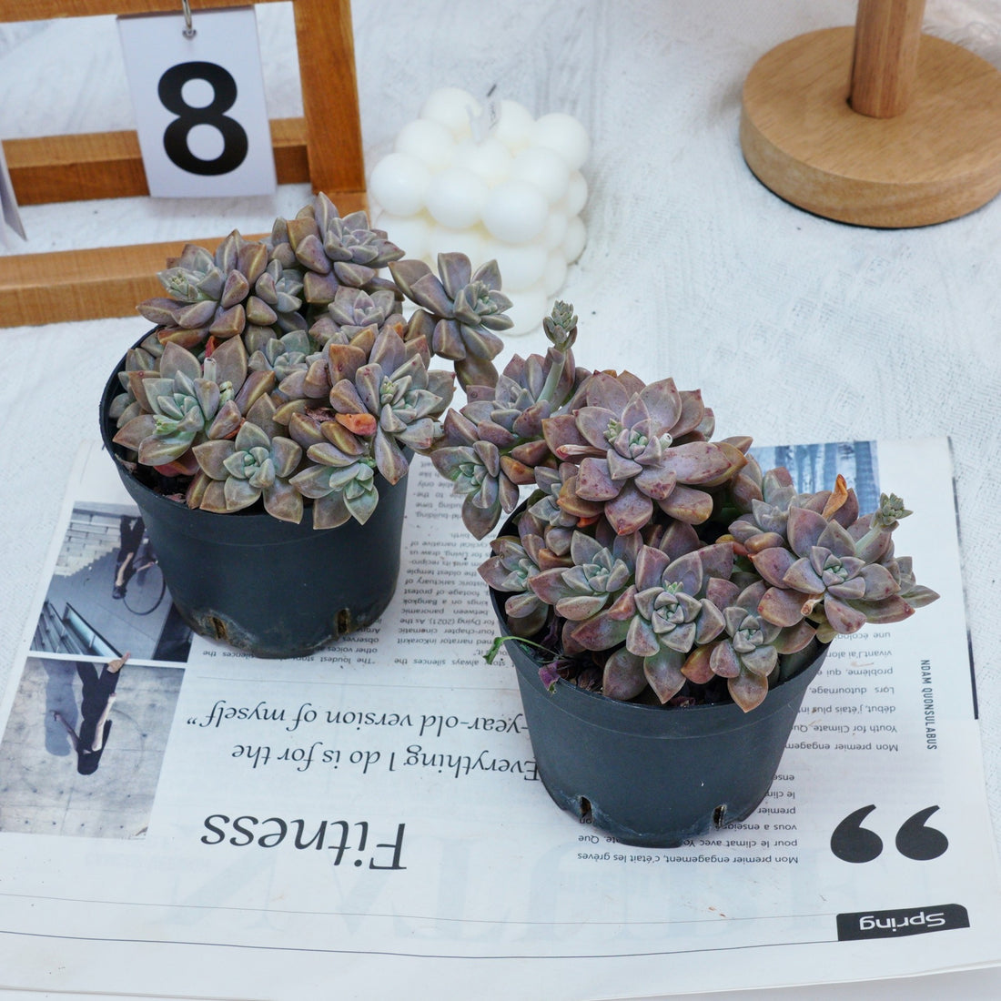 4'' Graptopetalum Purple Haze, Rare Live Succulent Plants
