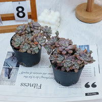4'' Graptopetalum Purple Haze, Rare Live Succulent Plants