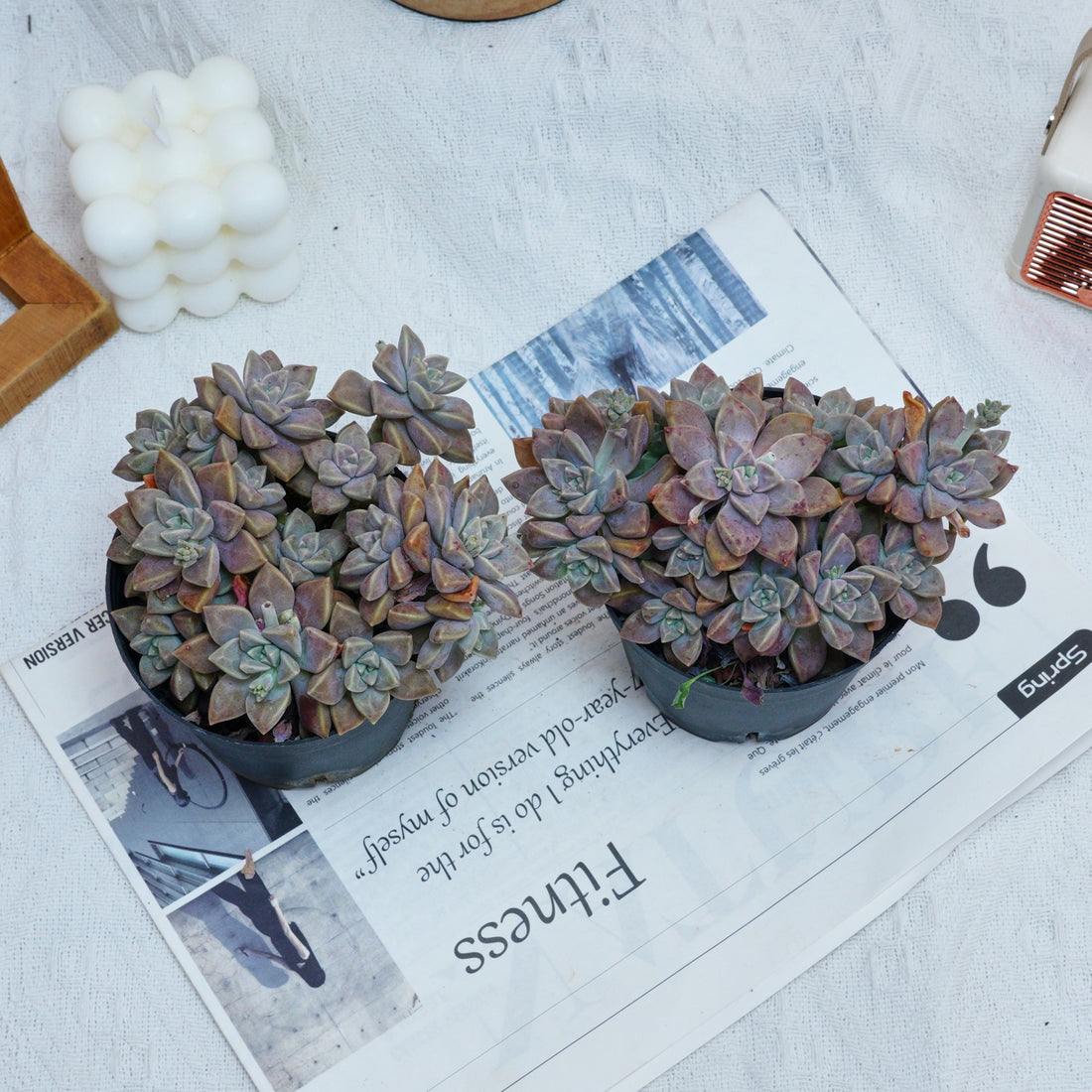 4'' Graptopetalum Purple Haze, Rare Live Succulent Plants