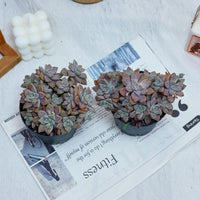 4'' Graptopetalum Purple Haze, Rare Live Succulent Plants