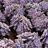 6'' Graptopetalum Superbum, Rare Live Succulent Plants