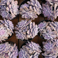 6'' Graptopetalum Superbum, Rare Live Succulent Plants