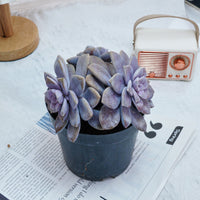 6'' Graptopetalum Superbum, Rare Live Succulent Plants
