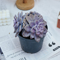 6'' Graptopetalum Superbum, Rare Live Succulent Plants