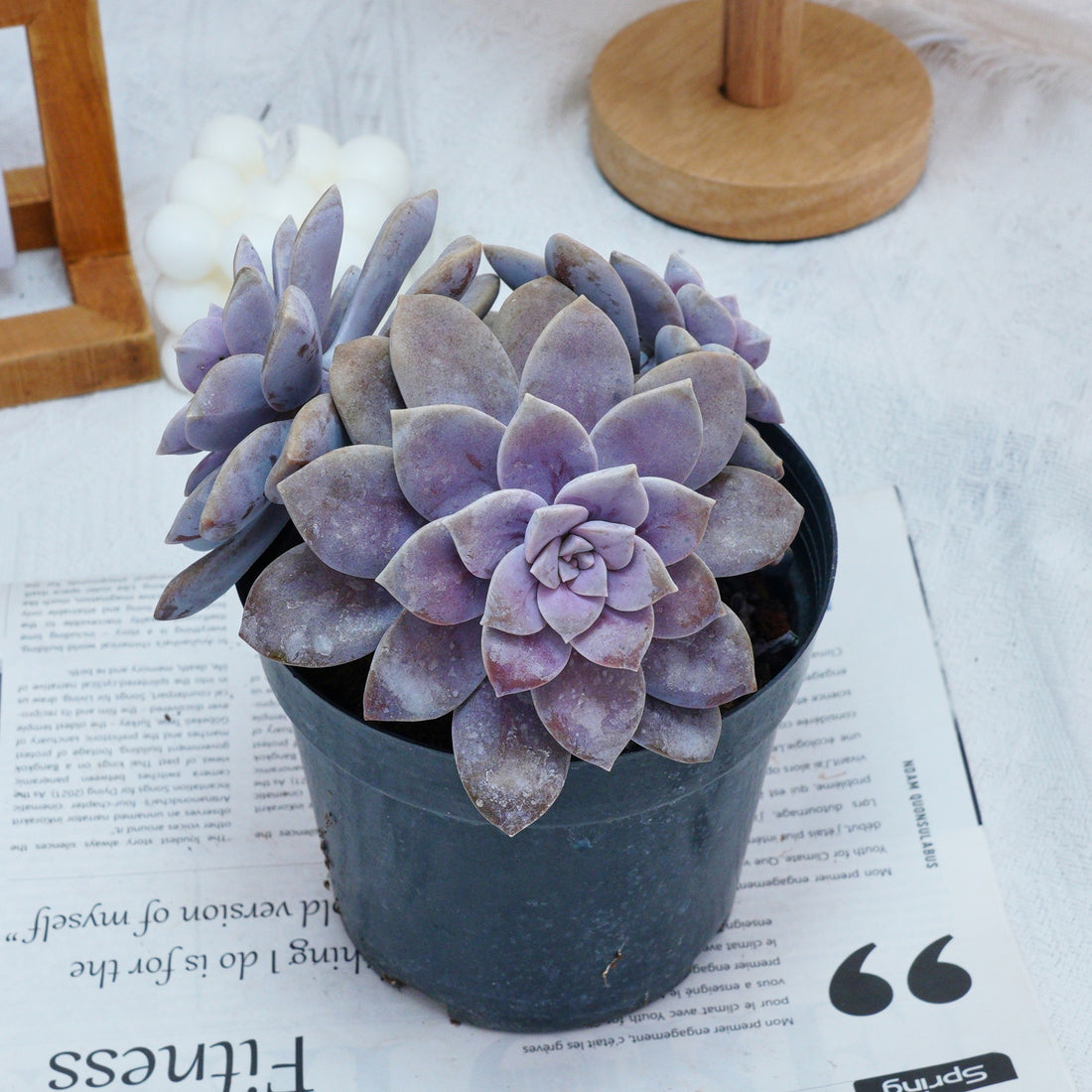 6'' Graptopetalum Superbum, Rare Live Succulent Plants