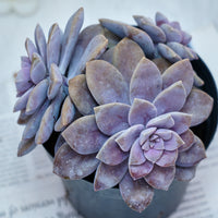 6'' Graptopetalum Superbum, Rare Live Succulent Plants