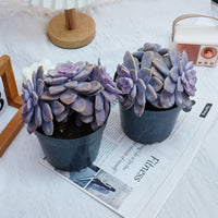 6'' Graptopetalum Superbum, Rare Live Succulent Plants