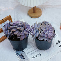 6'' Graptopetalum Superbum, Rare Live Succulent Plants