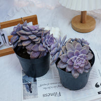 6'' Graptopetalum Superbum, Rare Live Succulent Plants