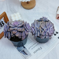 6'' Graptopetalum Superbum, Rare Live Succulent Plants
