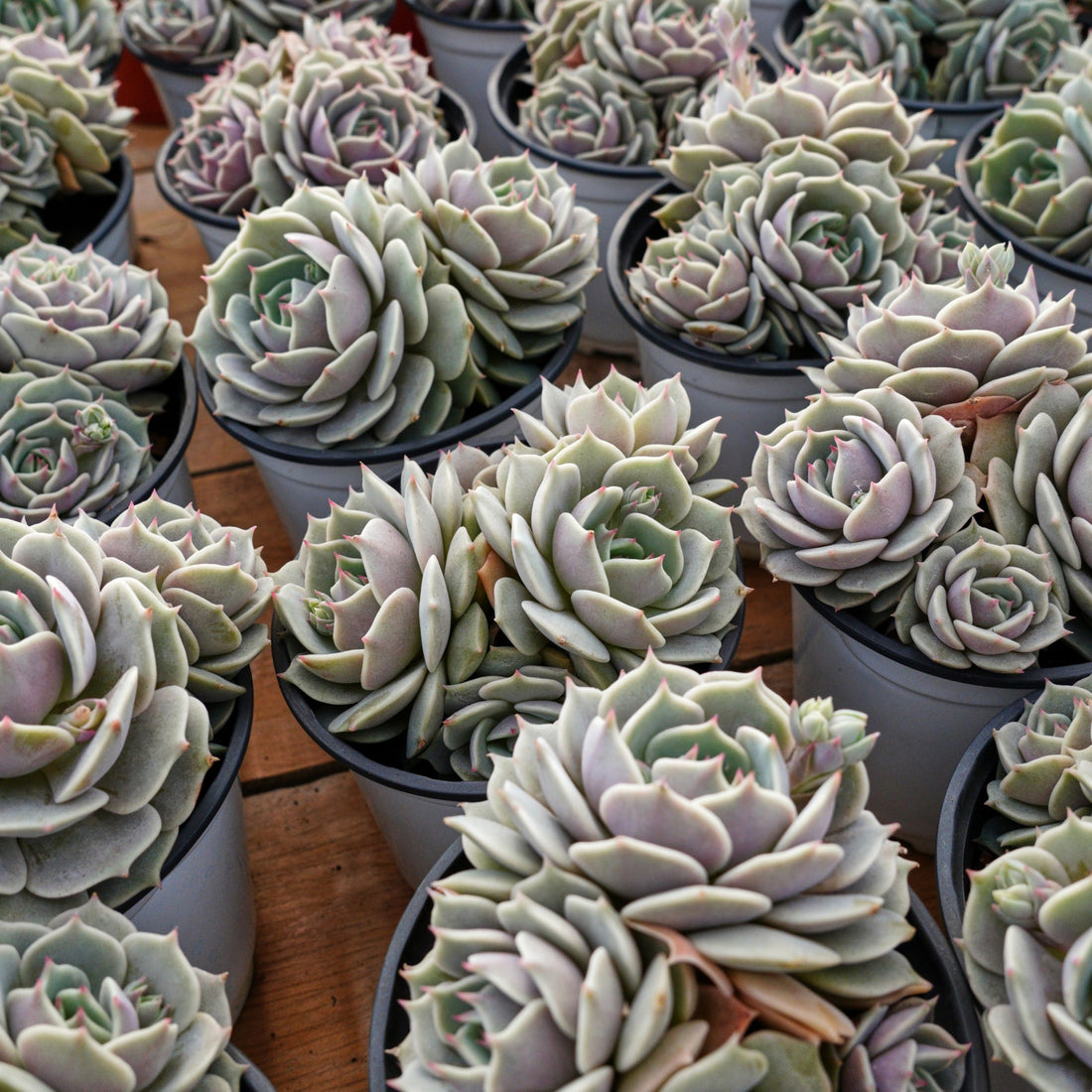 5'' Echeveria Lola, Rare Live Succulent Plants