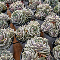 5'' Echeveria Lola, Rare Live Succulent Plants