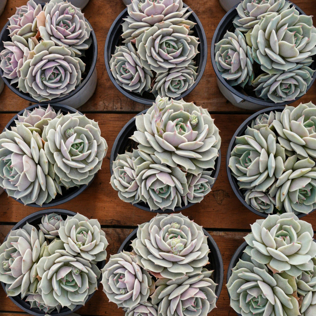 5'' Echeveria Lola, Rare Live Succulent Plants