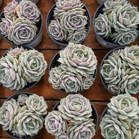 5'' Echeveria Lola, Rare Live Succulent Plants